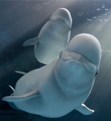 Shedd Aquarium, beluga whales
